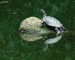Tortuga
