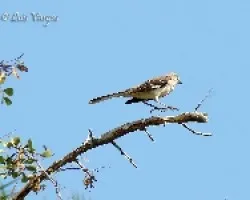 Pajaro