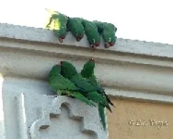 Familión