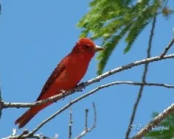 Piranga rubra