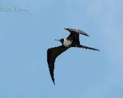 Fregata