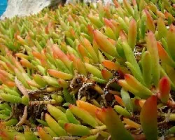 Planta