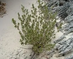 Planta
