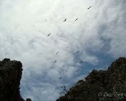 Fuerza Aérea
