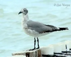 Leucophaeus atricilla