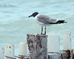 Leucophaeus atricilla