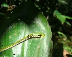 Bejuquilla