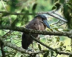 Chocuaco