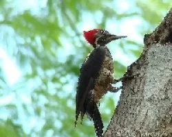 Carpintero Hembra