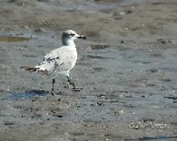Gaviota