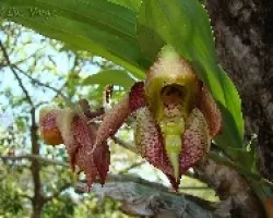 Orqui