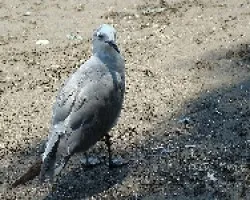 Gaviota 2