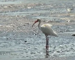 Ibis Blanco