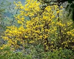 Corteza Amarillo