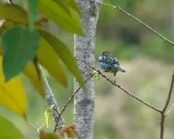 Espalda