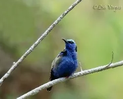 Picudo2