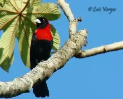 Ramphocelus sanguinolentus