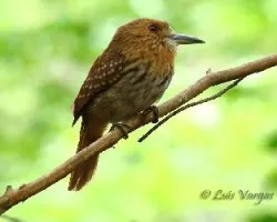 Malacoptila panamensis