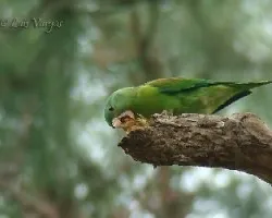 Afilando el pico