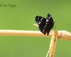 Mariposa36