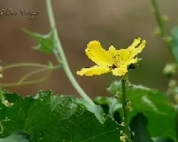 Flor de ayote