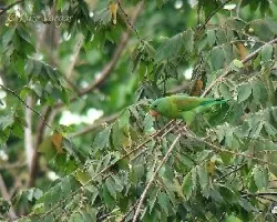 Verde + verde