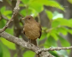 Repela de Orotina