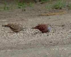 Tórtola Rojiza