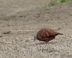 Otra de la talpacoti