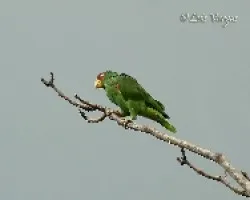 Loro Frentiblanco
