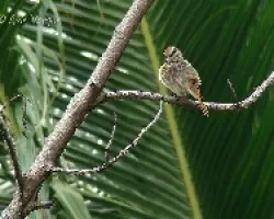 Myiodynastes maculatus