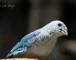 Viuda