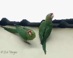 Pareja de loquillos