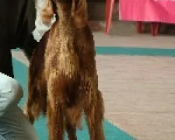 Perreando