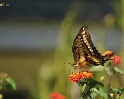 Mariposa