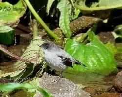 Serpophaga cinerea