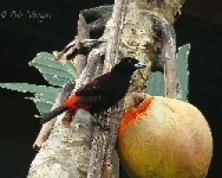 Papaya rendidora