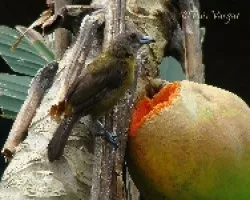 Papaya rendidora