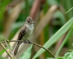 Ayuda