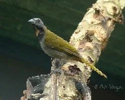 Saltator maximus