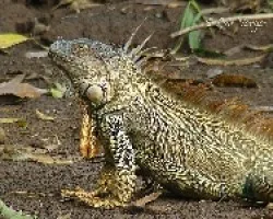 Iguano