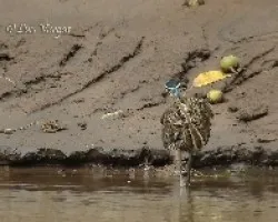 En acción