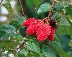 Achiote