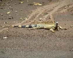 Iguana