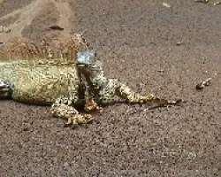 Iguana