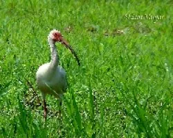 Ibis Blanco