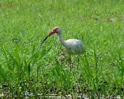 Ibis Blanco