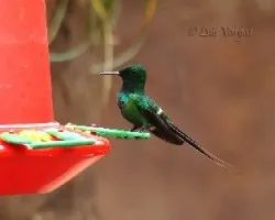 Coludo Hermoso