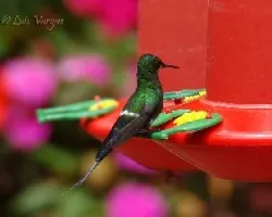 Coludo Hermoso
