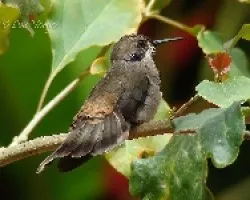 Colibri delphinae